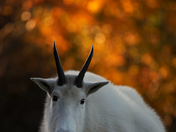 Mountain Goat