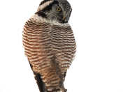 Northern Hawk Owl