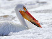 Those Feathers!