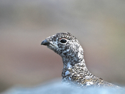 White-Tailed Ptarmigan