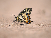 Canadian Tiger Swallowtail
