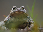 Grumpy Toad