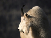 Sleepy Goat