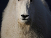 Mountain Goat 