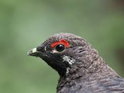 Spruce Grouse