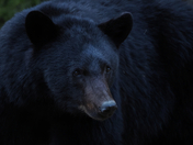 Black Bear