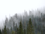 Misty Forest