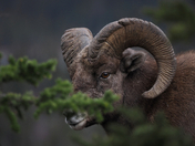 Bighorn Sheep