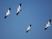 American White Pelican 