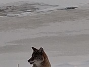Coyote 