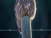 Unimpressed!