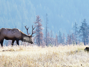Cool Grazing