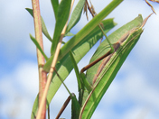 The sublime camouflage of the Praying Mantis.