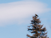 Osprey and the Moon