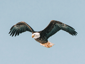 Soaring