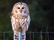 Owl at Dawn