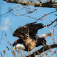 Next upload