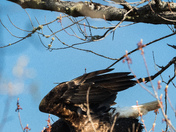 Eagle Departure