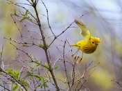 Yellow Warbler