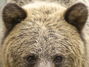 Grizzly Portrait 1 of 98