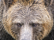 Grizzly Bear Portrait 2 of 98