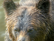 Grizzly Bear Portrait 3 of 98