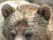 Grizzly Bear Portrait 4 of 98