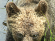 Grizzly Bear Portrait 5 of 98