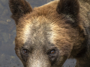 Grizzly Bear Portrait 6 of 98