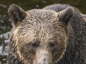 Grizzly Bear Portrait 7 of 98