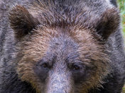 Grizzly Bear Portrait 8 of 98