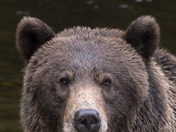Grizzly Bear Portrait 9 of 98