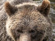 Grizzly Bear Portrait 10 of 98