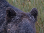 Grizzly Bear Portrait 11 of 98