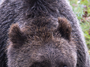Grizzly Bear Portrait 12 of 98