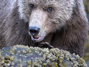 Grizzly Bear Portrait 13 of 98