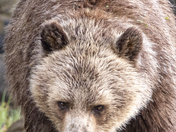 Grizzly Bear Portrait 14 of 98