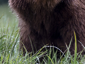 Grizzly Bear Portrait 15 of 98