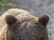 Grizzly Bear Portrait 16 of 98