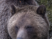 Grizzly Bear Portrait 17 of 98