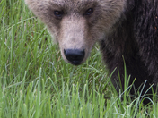 Grizzly Bear Portrait 18 of 98