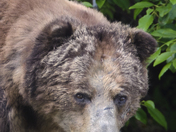 Grizzly Bear Portrait 19 of 98