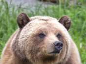 Grizzly Bear Portrait 20 of 98
