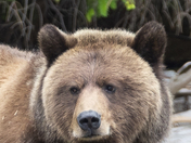 Grizzly Bear Portrait 21 of 98