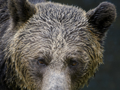 Grizzly Bear Portrait 22 of 98