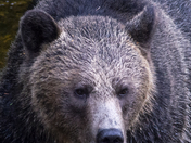Grizzly Bear Portrait 23 of 98
