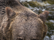 Grizzly Bear Portrait 24 of 98