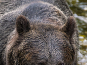 Grizzly Bear Portrait 26 of 98