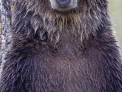Grizzly Bear Portrait 29 of 98