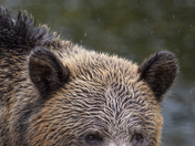 Grizzly Bear Portrait 30 of 98